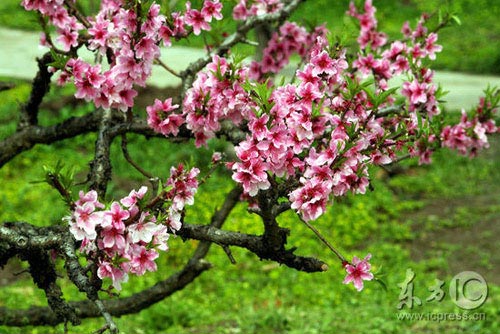 Shanghai Flowers