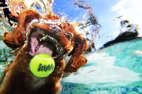  Captivating Pet Photographer: Capture Your Furry Friends' Moments Like Never Before