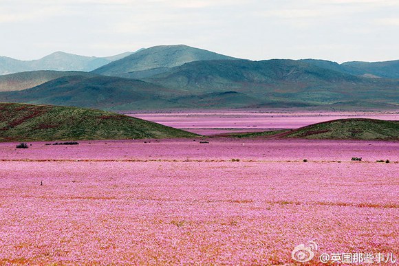 Amazing scenery: Desert gains energy after heavy rain