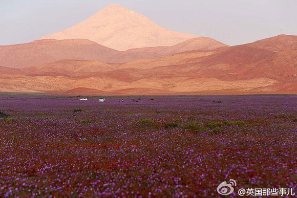 Amazing scenery: Desert gains energy after heavy rain (6)