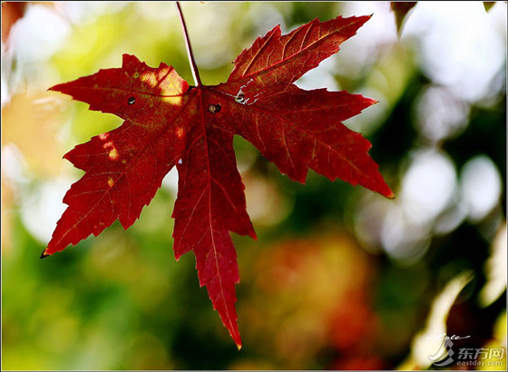 Red maple leaves in Jinshan district (2)