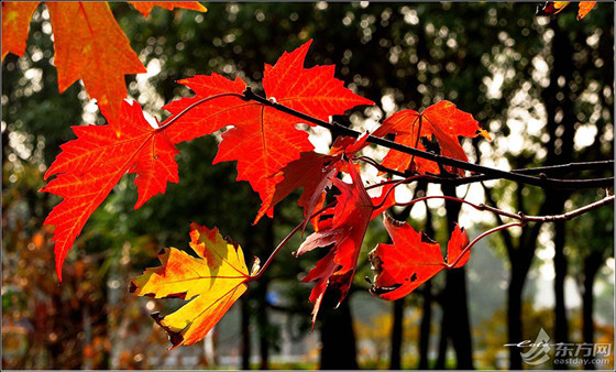 Red maple leaves in Jinshan district (6)