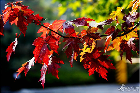 Red maple leaves in Jinshan district (7)