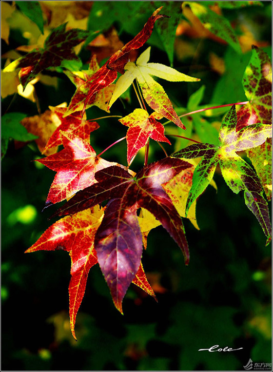 Red maple leaves in Jinshan district (9)