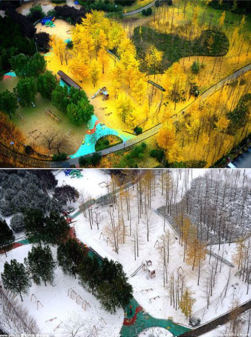 Shandong: from golden forest to snow land within 3 days (3)
