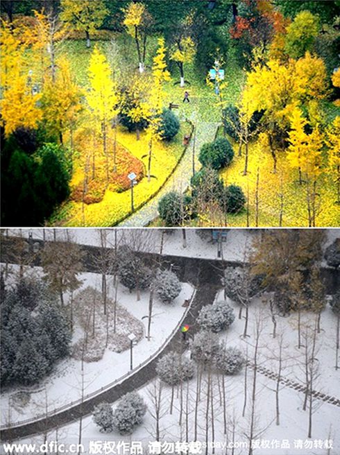 Shandong: from golden forest to snow land within 3 days (5)