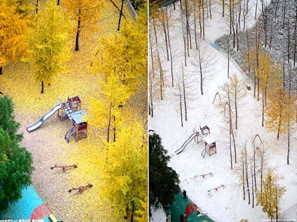 Shandong: from golden forest to snow land within 3 days (2)