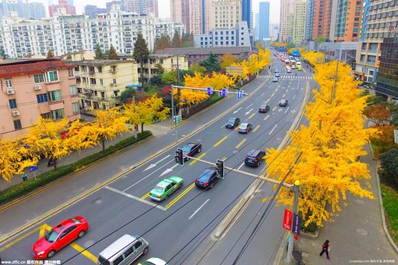 Photos: Golden Ginkgo Avenue appears in Shanghai