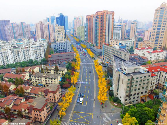Photos: Golden Ginkgo Avenue appears in Shanghai (3)