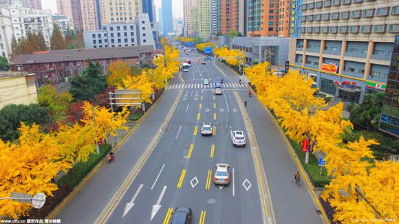 Photos: Golden Ginkgo Avenue appears in Shanghai (4)