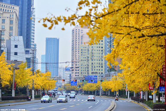 Photos: Golden Ginkgo Avenue appears in Shanghai (5)