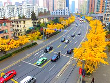 Autumn scenery: Golden Ginkgo Avenue in Shanghai