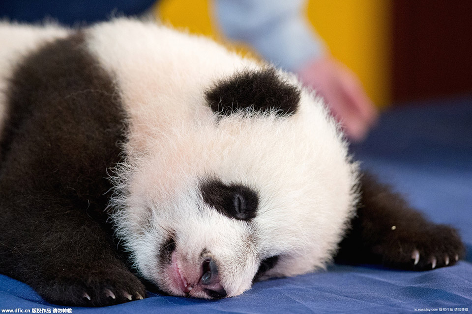 Giant panda cub "Bei Bei"named by Peng Liyuan makes debut (2)