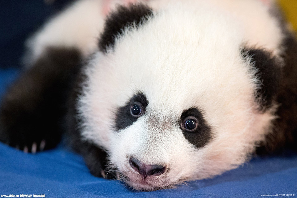 Giant panda cub "Bei Bei"named by Peng Liyuan makes debut (3)