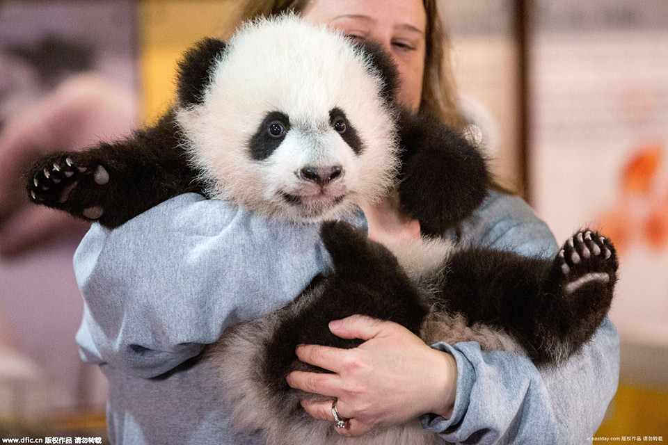 Giant panda cub "Bei Bei"named by Peng Liyuan makes debut (4)