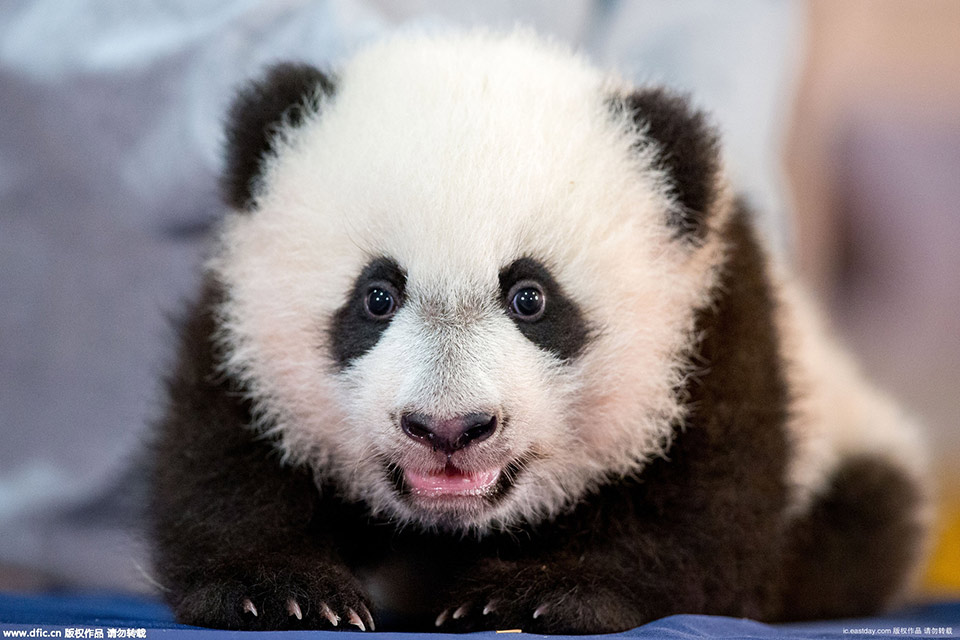 Giant panda cub "Bei Bei"named by Peng Liyuan makes debut (5)