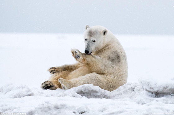 Lovely polar bear waved to photographer (5)