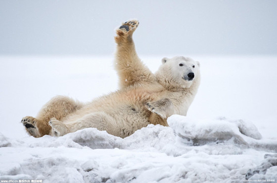 Lovely polar bear waved to photographer
