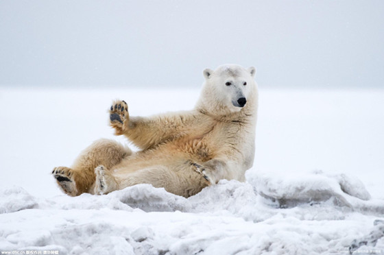 Lovely polar bear waved to photographer (2)