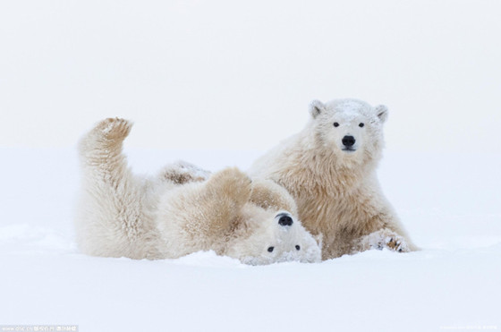 Lovely polar bear waved to photographer (3)