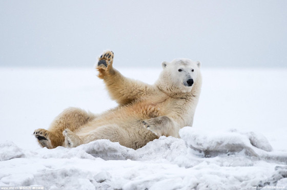 Lovely polar bear waved to photographer (4)
