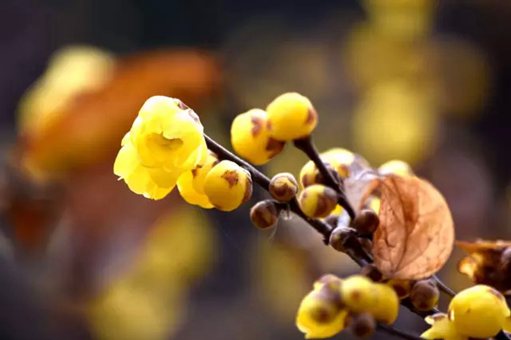 In pics: Wintersweet blossoms come late in Shanghai
