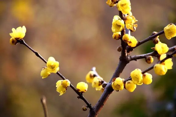 In pics: Wintersweet blossoms come late in Shanghai (2)