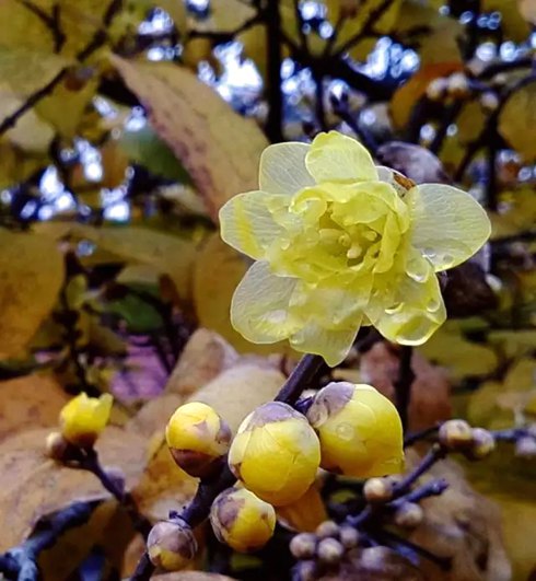 In pics: Wintersweet blossoms come late in Shanghai (3)