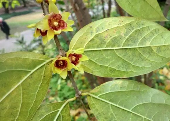 In pics: Wintersweet blossoms come late in Shanghai (4)