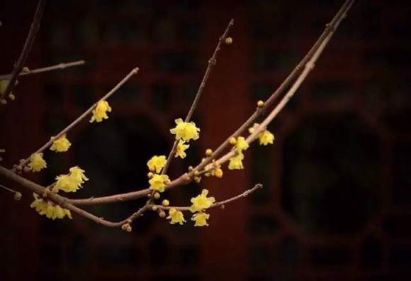 In pics: Wintersweet blossoms come late in Shanghai (5)