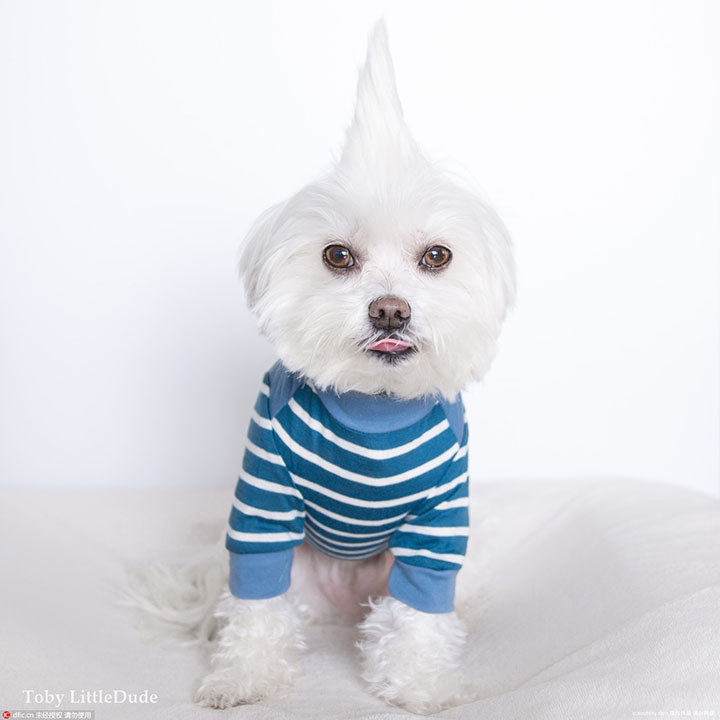 Most fashionable Maltese ever (5)