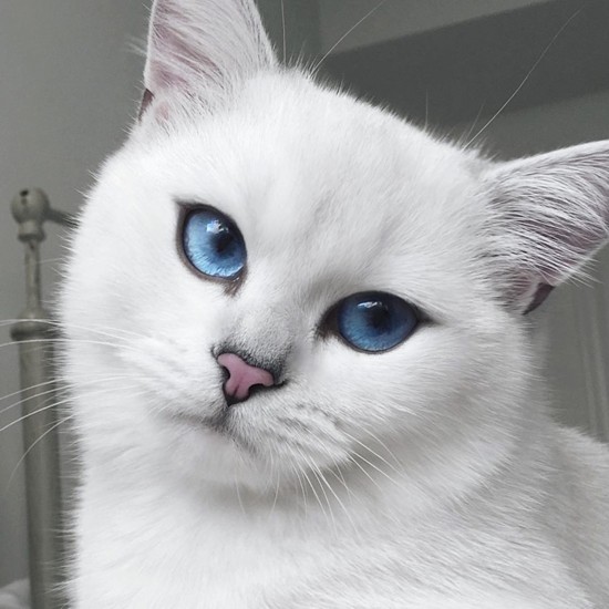 British Shorthair cat shot to fame over Internet (5)