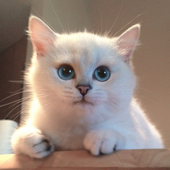 British Shorthair cat shot to fame over Internet (7)