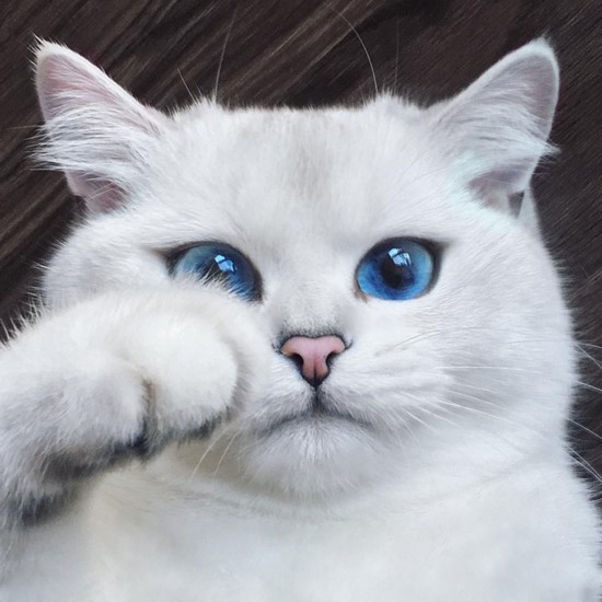 British Shorthair cat shot to fame over Internet (8)