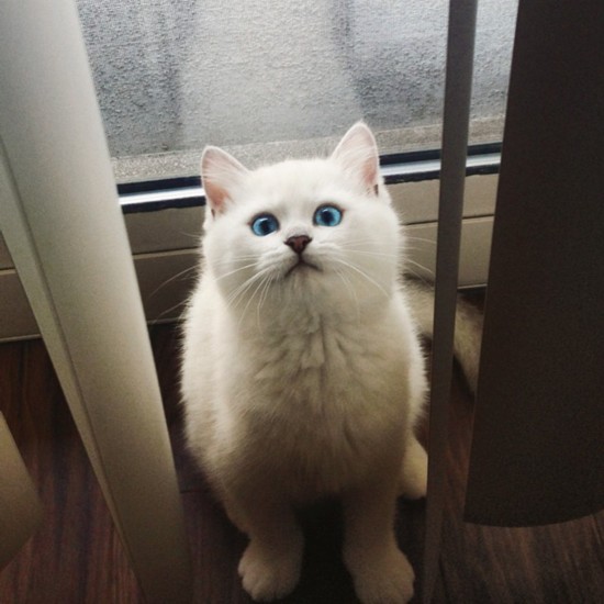 British Shorthair cat shot to fame over Internet (11)