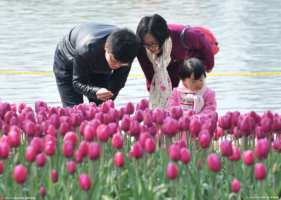 2016 Tulip Show opened in Daning Lingshi Park