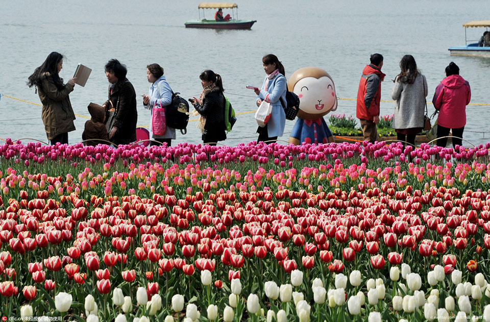 2016 Tulip Show opened in Daning Lingshi Park (2)