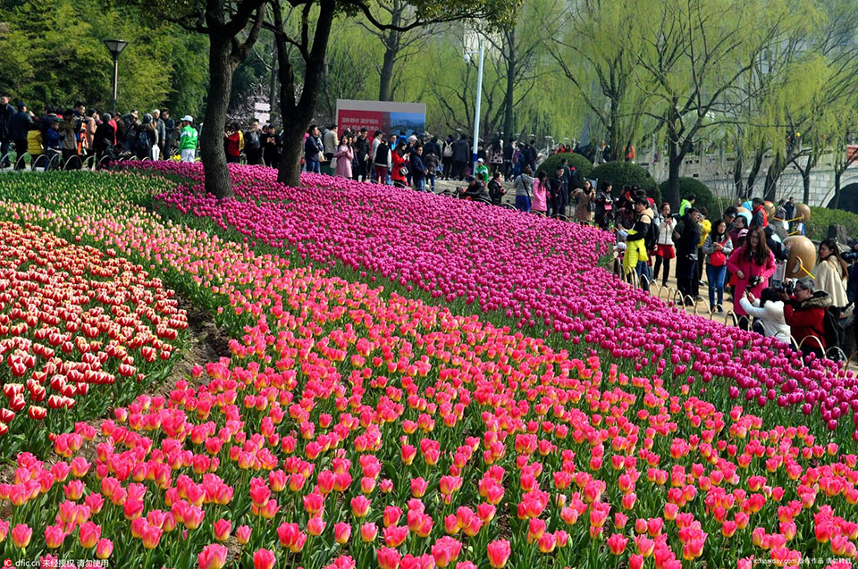 2016 Tulip Show opened in Daning Lingshi Park (5)