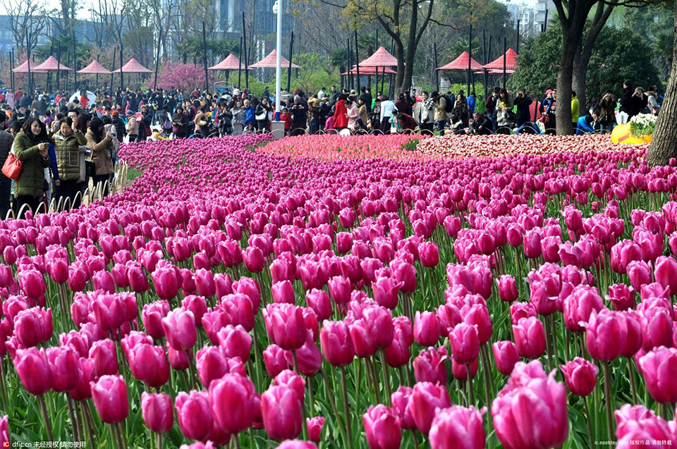 2016 Tulip Show opened in Daning Lingshi Park (6)