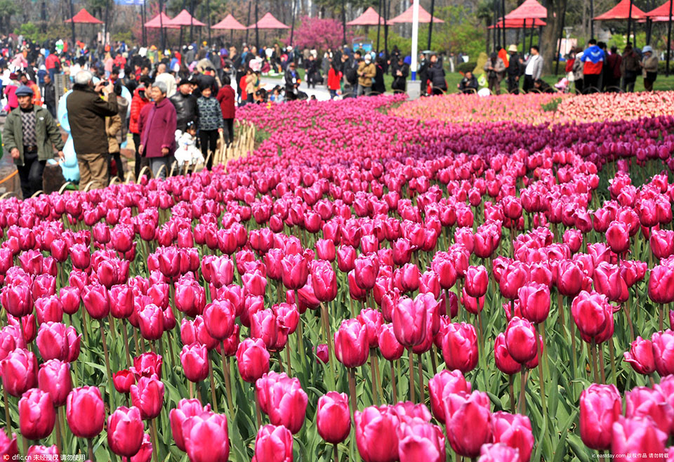 2016 Tulip Show opened in Daning Lingshi Park (7)