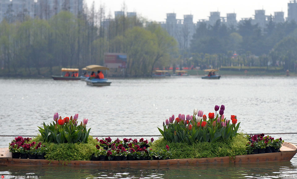 2016 Tulip Show opened in Daning Lingshi Park (8)