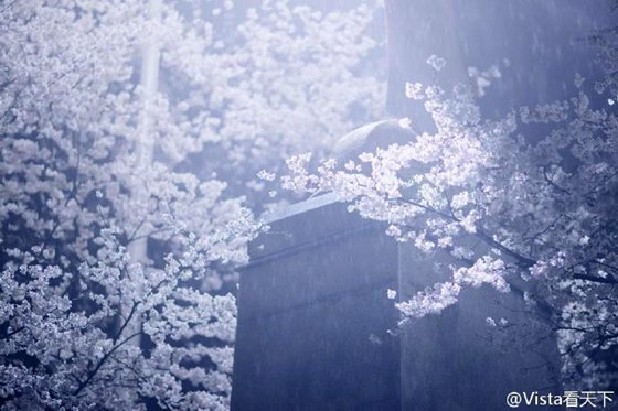 Amazing scenery of Sakura flying in snow (3)