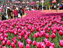 2016 Tulip Show opened in Daning Lingshi Park