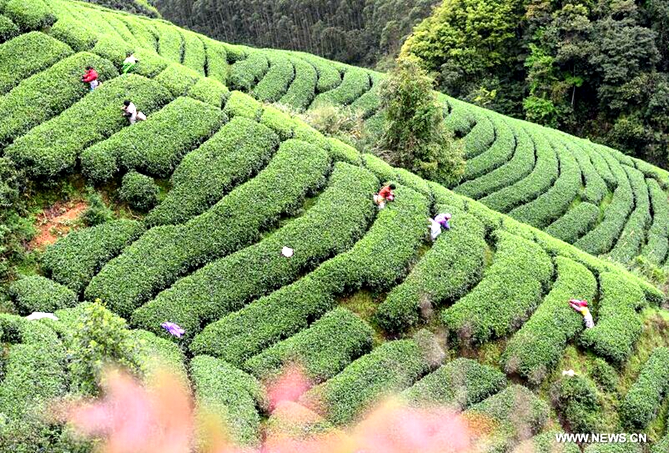 Scenery of organic tea garden in Zhaoping, S China