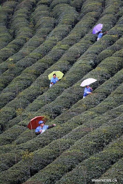 Scenery of organic tea garden in Zhaoping, S China