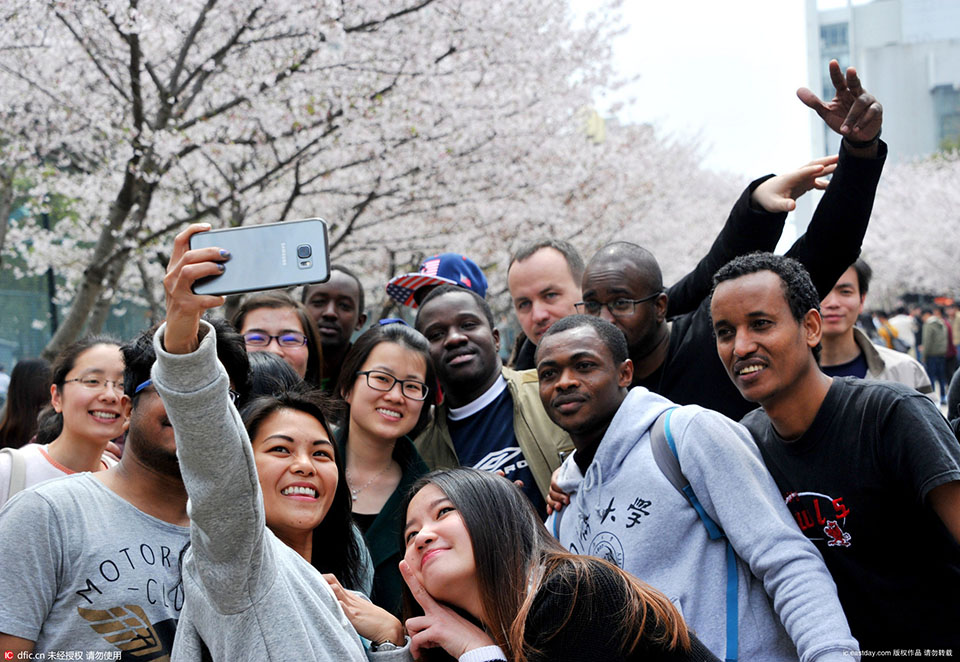 International students take photos with cherry blossoms as background at Tongji University