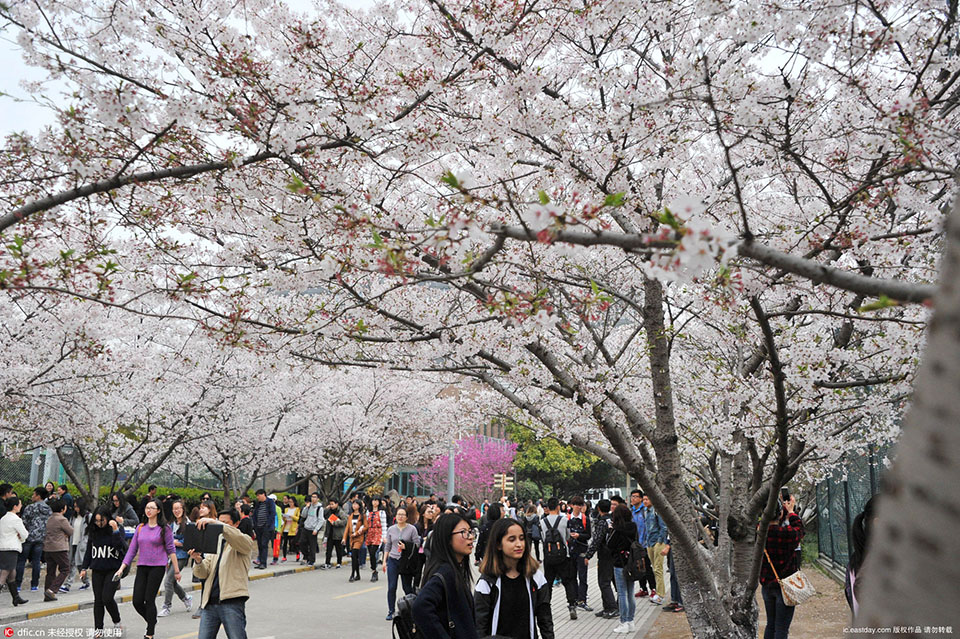 International students take photos with cherry blossoms as background at Tongji University (2)