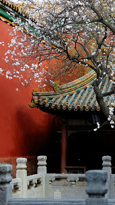 The Palace Museum released attractive apricot blossom photos