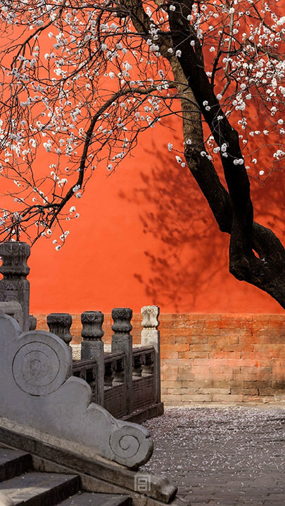 The Palace Museum released attractive apricot blossom photos (2)