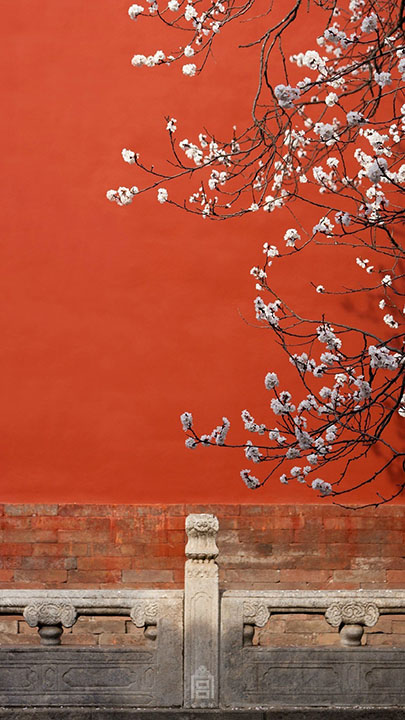 The Palace Museum released attractive apricot blossom photos (3)